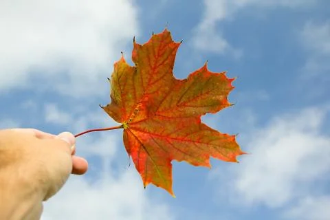 Fall Leaf Stock Photos