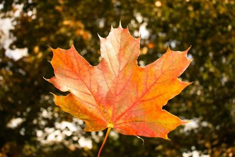 Fall Leaf Stock Photos