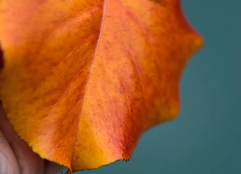 Fall leaf. Stock Photos