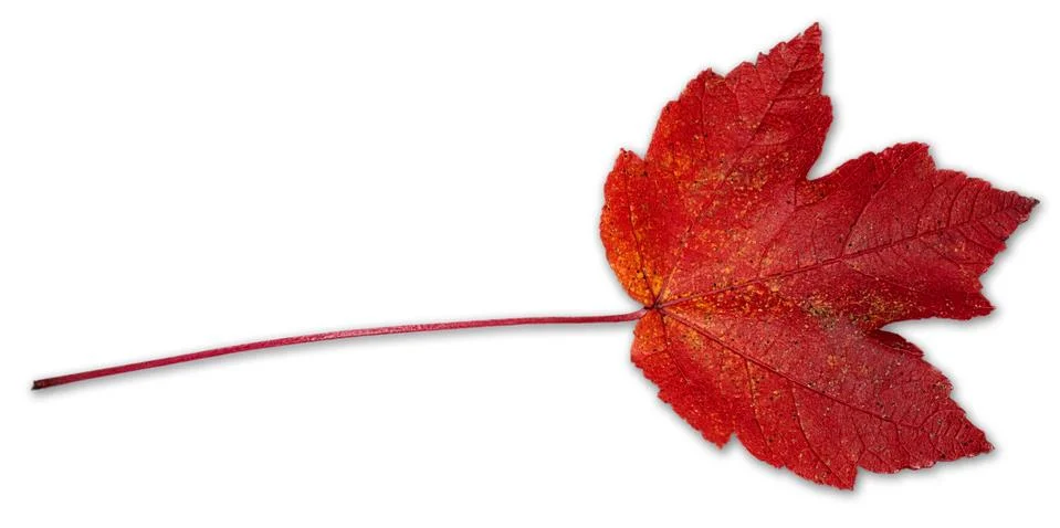 The Fall Leaf Stock Photos