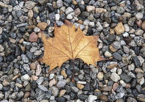 Fall leaf Stock Photos