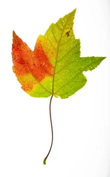 Fall leaf Stock-Fotos