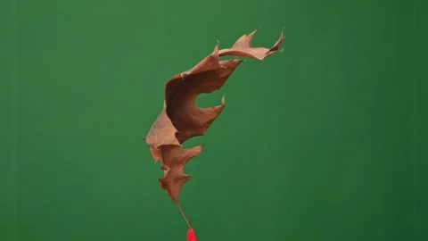 A fall leaf rotates against a green screen, enabling straightforward backgr.. 動画素材 256883528