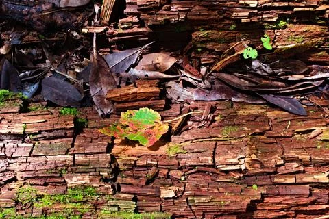 Fall Leaf on a Rotting Log Stock Photos
