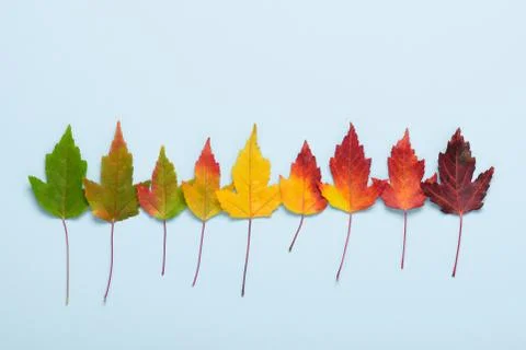 Fall leaf in a row gradient from green to dark red on blue pastel background  Foto stock