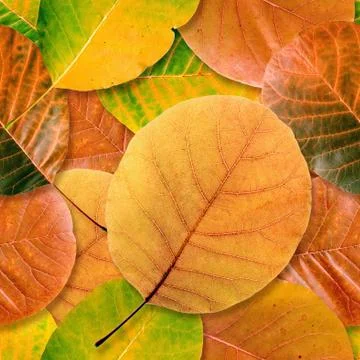Fall leaf seamless background. Stock Photos