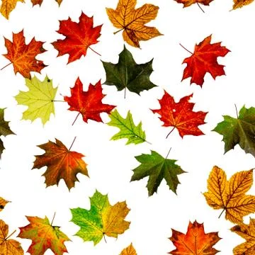 Fall leaf seamless pattern. Season leaves fall background. Autumn yellow red, Stock Photos
