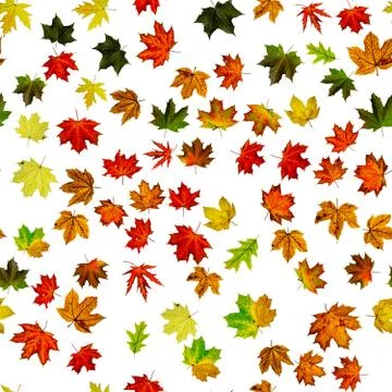 Fall leaf seamless pattern. Season leaves fall background. Autumn yellow red, Stock Photos