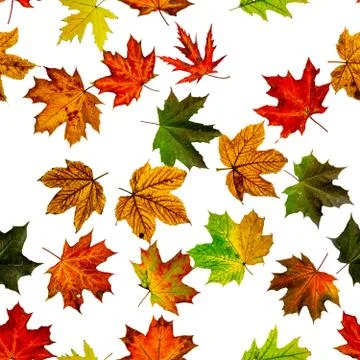 Fall leaf seamless pattern. Season leaves fall background. Autumn yellow red, Stock Photos