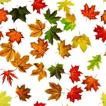 Fall leaf seamless pattern. Season leaves fall background. Autumn yellow red, Stock Photos