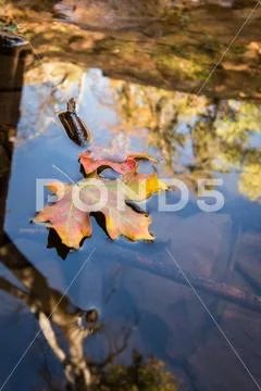 Fall Leaf in Shallow Pond Stock Photos
