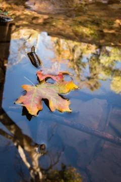 Fall Leaf in Shallow Pond Foto stock