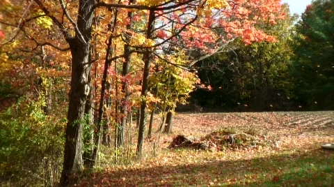 Fall leaf storm 動画素材 543790