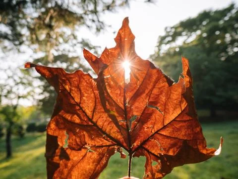 Fall leaf with sunrise behind Stock Photos
