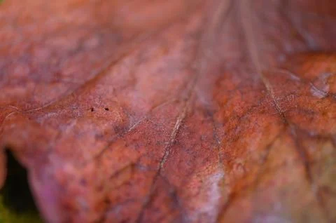 Fall Leaf Texture Close-Up on Natural Background Stockfoto's