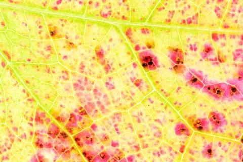 Fall leaf texture detail Stock Photos