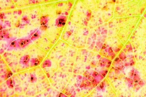 Fall leaf texture detail Stock Photos