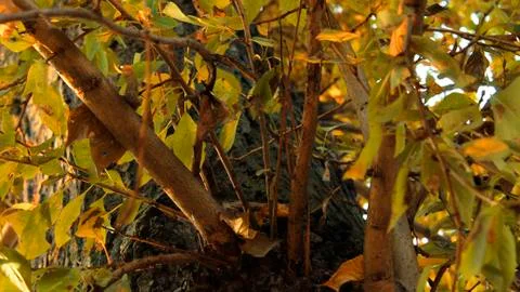 Fall leaf tree in autumn leaves october wood Stock Photos
