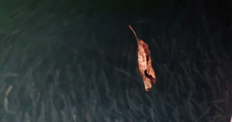 Fall leaf on water, bellow are fishes moving 스톡 동영상 67331436