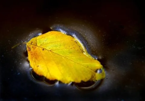 Fall leaf in water Stock Photos