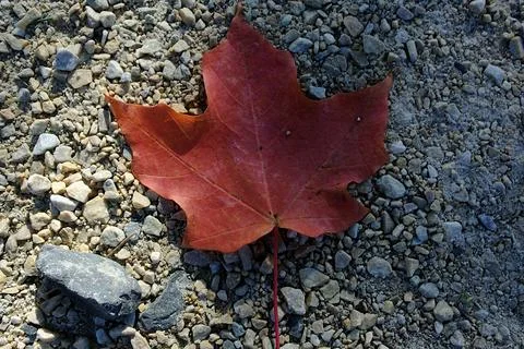 Fall leaf on white stone in Carpenter Park Stock Photos