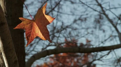 Fall Leaf in the Wind Stock Footage 11016668