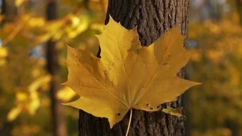 Fall leaf on wood Stock-Footage 111065874
