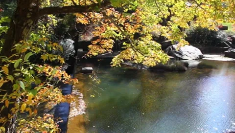 Fall leafs Stock Footage 8830993