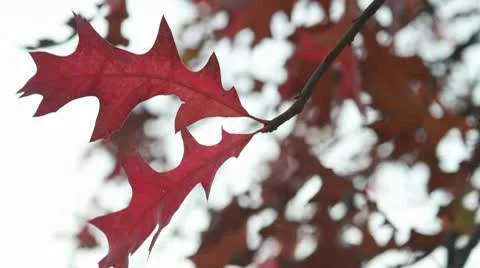 Fall Leafs  Stock Footage 9454396