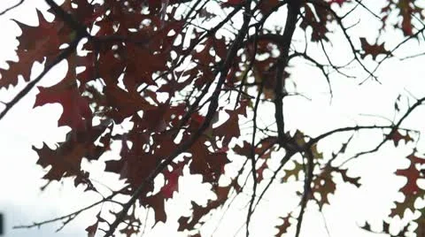 Fall Leafs Overcast Weather Stock Footage 9455321