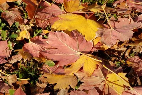 Fall leafs 写真素材