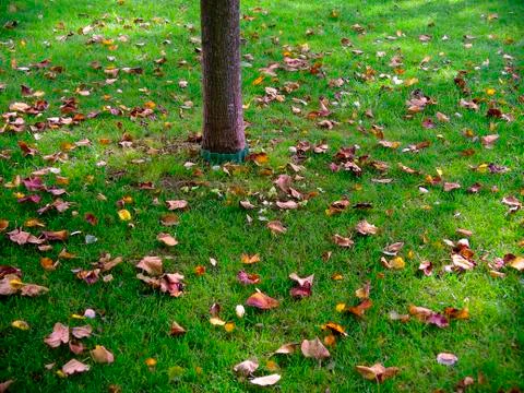 Fall leafs Stock Photos