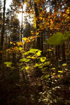 Fall leafs 스톡 사진