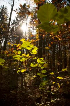 Fall leafs Stock Photos
