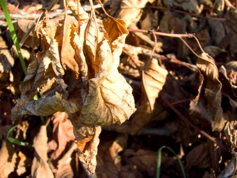 Fall leafs Stock Photos