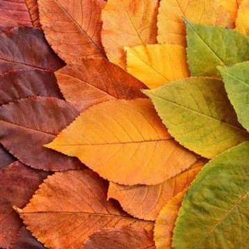 Fall Leafs Stock Photos