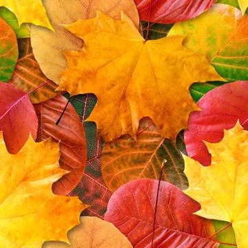 Fall leafs seamless background. Stock Photos