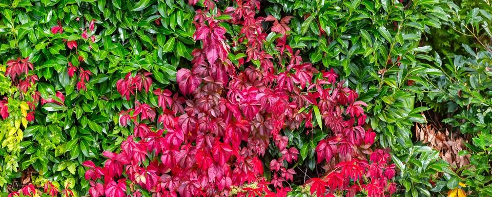 Fall leafs texture background, green and red Stock Photos