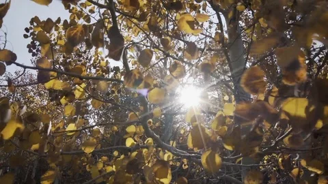 Fall Leave from Aspen in sunlight Stock Footage 95216854
