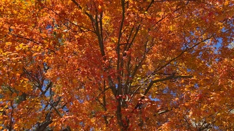 Fall Leaves 001 Stock Footage 308838997