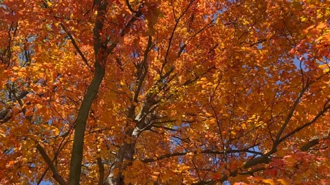 Fall Leaves 002 Stock Footage 308839530