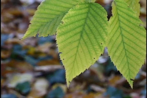 Fall Leaves 1 Stock Footage 297480