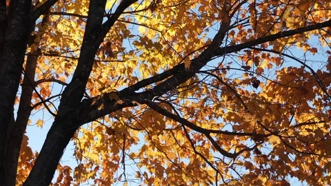 Fall Leaves 1 Video stock 77749071