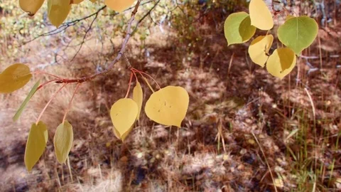 Fall leaves 2 Aspens Steens Mountain Near Malhuer Wildlife Refuge 5 Stock Footage 81669976