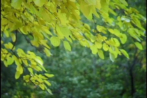Fall Leaves 2 Stock-Footage 297481