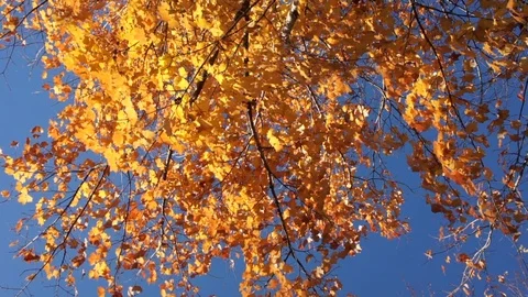 Fall Leaves 2 Stock Footage