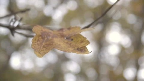 Fall Leaves 2 Video stock 135458797