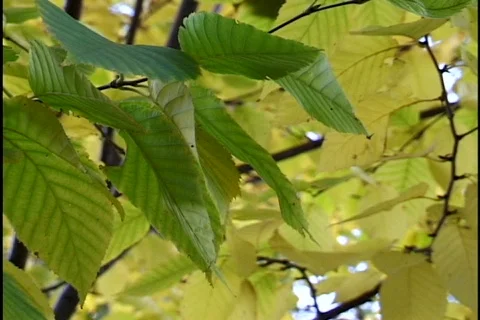 Fall Leaves 3 Stock Footage 297485