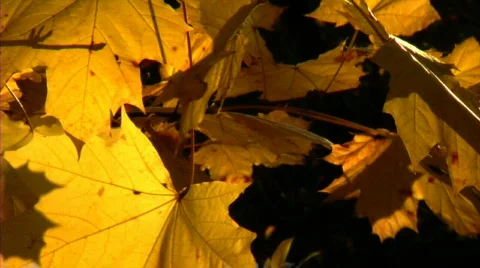 Fall Leaves 434 Stock Footage 563021