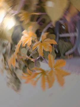 Fall leaves abstraction Stock Photos